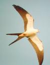 [Swallow-tailed Kite]