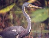 [Tricolored Heron]