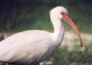 [White Ibis]