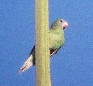 [Yellow-chevroned Parakeet]