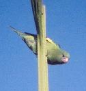 [Yellow-chevroned Parakeet]