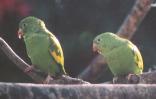 [Yellow-chevroned Parakeet]