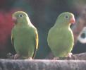 [Yellow-chevroned Parakeet]