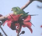 [Yellow-chevroned Parakeet]