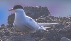 [Arctic Tern]
