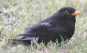 [Common Blackbird]