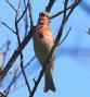 [Common Rosefinch]