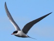[Common Tern]
