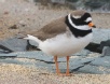 [Common Ringed Plover]