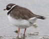 [Common Ringed Plover]