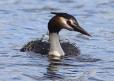 [Great-creested Grebe]