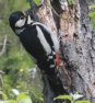 [Great Spotted Woodpecker]