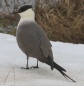 [Long-tailed Jaeger]