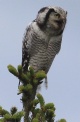 [Northern Hawk Owl]