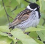[Reed Bunting]