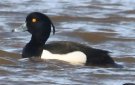 [Tufted Duck]