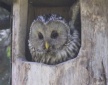 [Ural Owl]