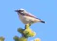 [Whinchat]
