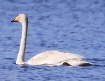 [Whooper Swan]