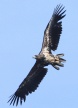 [White-tailed Eagle]