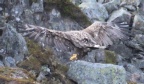 [White-tailed Eagle]