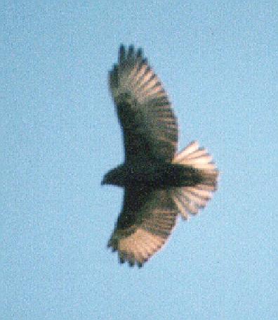 hawk flying hawaiian io hawai hawaii refuge phase 1999 dark october place nrao egreisen aoc edu