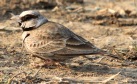 [Ashy-crowned Sparrow-Lark]