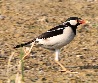 [Asian Pied Starling]