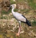 [Asian Openbill]