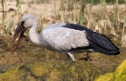 [Asian Openbill]