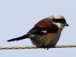 [Bay-backed Shrike]