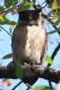 [Brown Fish-Owl]