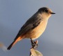 [Blue-fronted Redstart]