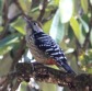 [Brown-fronted Woodpecker]
