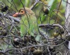 [Brown-headed Barbet]