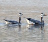 [Bar-headed Goose]