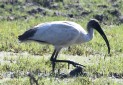 [Black-headed Ibis]