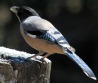 [Black-headed Jay]