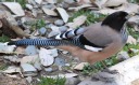 [Black-headed Jay]