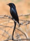 [Black Drongo]