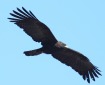 [Black Eagle]