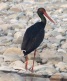 [Black Stork]