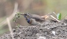 [Bluethroat]