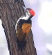 [Black-rumped Flameback]