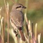 [Brown Shrike]