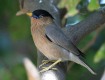 [Brahminy Starling]