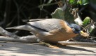 [Brahminy Starling]