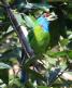 [Blue-throated Barbet]