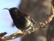 [Black-throated Sunbird]