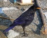 [Blue Whistling Thrush]